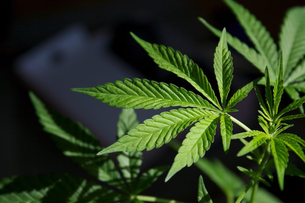 weed
